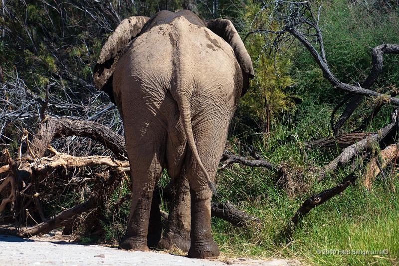 20090604_125712 D300 X1.jpg - Elephants